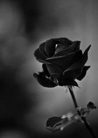 ��XX���꣩