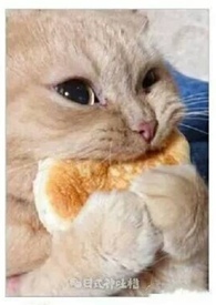 ����ץס���ܳ��1V1�ں���