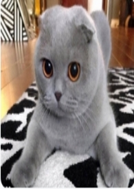 �����Һ�èè��������ػ��ߵ��Ǽ���